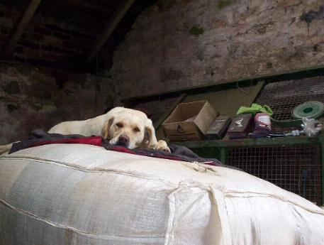 Holly sitting on the woolsack at Cornhills Farm.